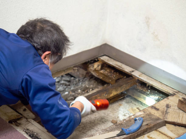 Best Mold Testing  in Forest Hill, TX