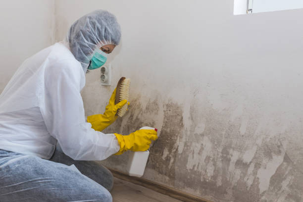 Mold Removal Process in Forest Hill, TX