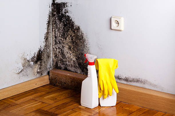Best Mold Remediation  in Forest Hill, TX